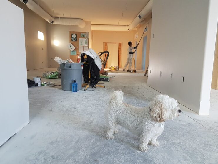 A man remodeling whit a white dog in the room